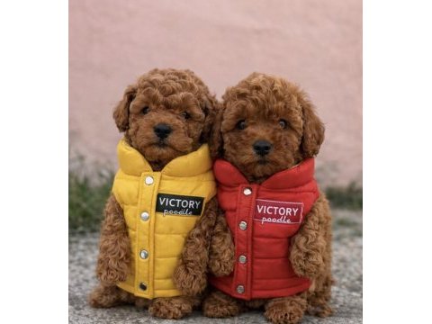 Toy poodle yavrular
