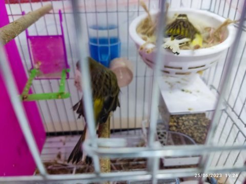 Malta kanaryası 6 adet ve kuluçkada yumurtalarıyla
