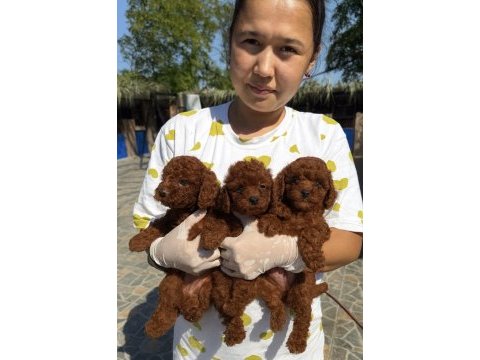 Toypoodle sevimli yavrular onaylı ruhsatlı çiftlik 