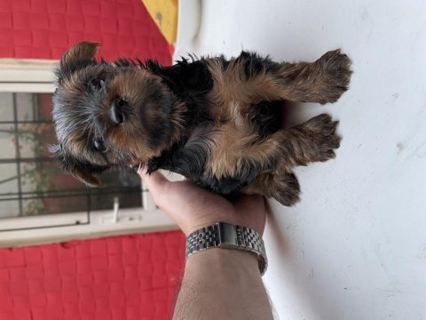 Safkan yorkshire terrier