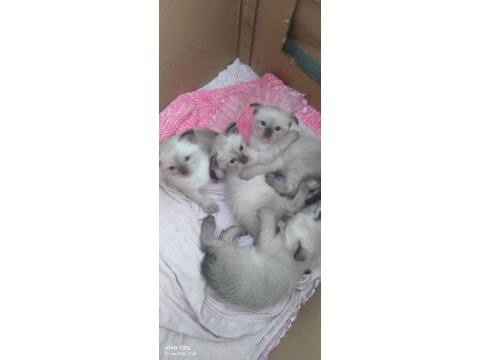 Erkek siyam kedisi yavru