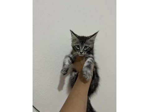 Şecere ve üretim izinli dev maine coon bebekler