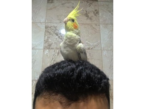 Sultan papağanı eğitimli sağlıklı