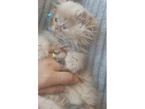 Yok boyle tatlılık saf kan iran yavrularımız