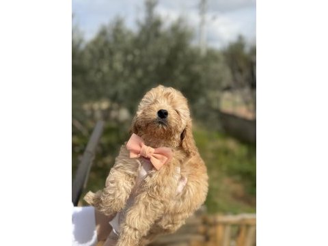 50 günlük orijinal dişi toy poodle