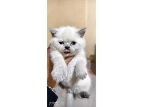 British shorthair kedimiz