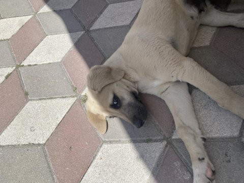 Sokaktan kangal yavrusu