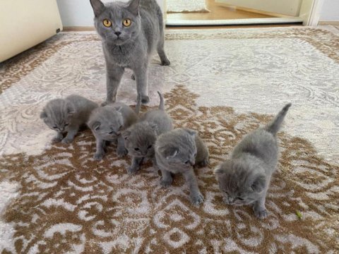45 günlük scottish shorthair dişi mavi göz safkan
