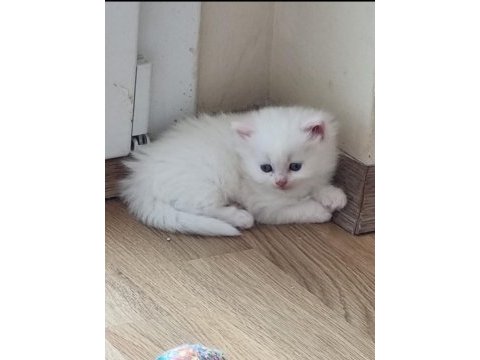 Kedi dişi iki ay yaş persian