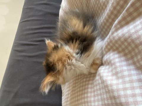 Yavru british longhair