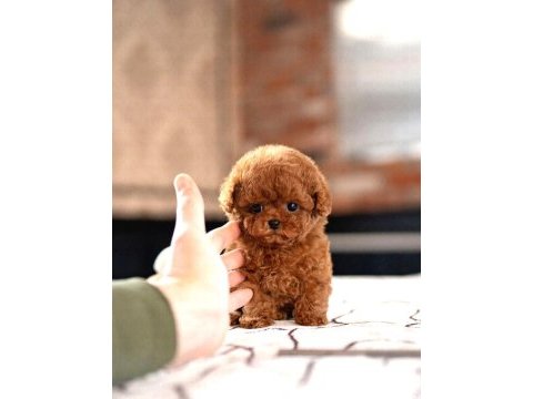 Toy poodle yavrularım