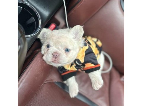 Tr de tek orjinal fluffy french bulldog yavrular