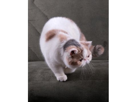 Cfa şecereli soft calico kedimiz