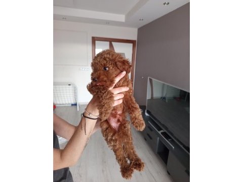 2 aylık poodle bebeğimizi sahiplendiriyoruz