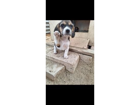 Safkan beagle yavruları