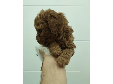 Red kore toy poodle bebekler