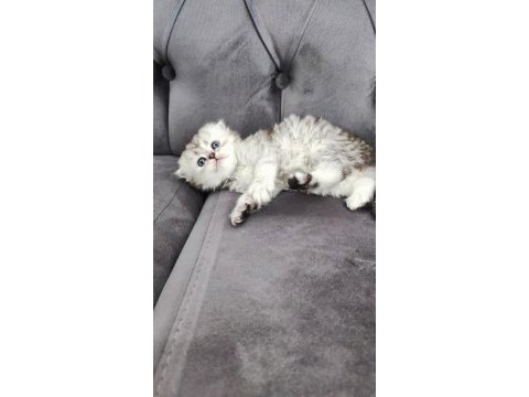Scottish fold longhair erkek yuva arıyor
