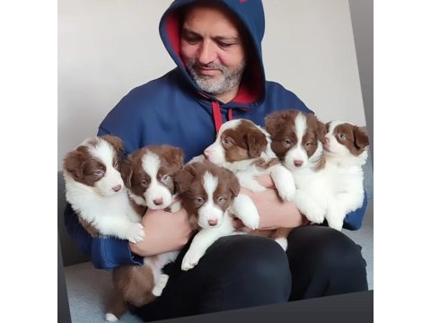 Çok iyi border collie yavruları istanbul