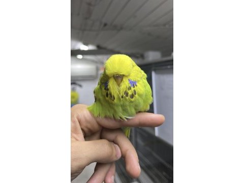 Show jumbo muhabbet yavrular uygun ve yardımcı olurum