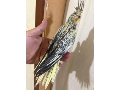 43 günlük akıllı sultan papağanı bebek
