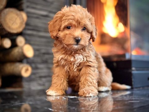 Zekasıyla büyüleyen hipoalerjenik 3 aylık maltipoo