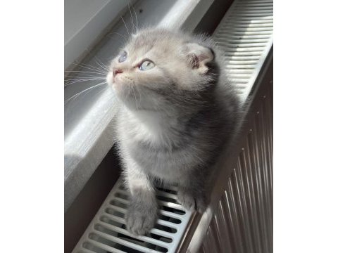 Scottish fold gri aslan kedimiz