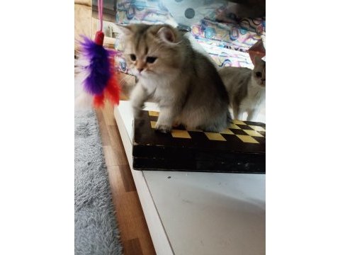 Full şecereli ny 25 golden british longhair dişi