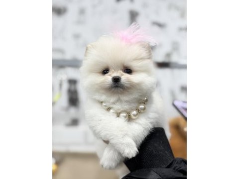 Bir avuç mutluluk pomeranian