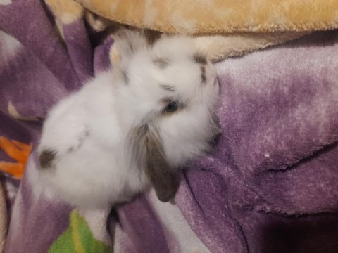 Hollanda lop tavşanı yavrusu