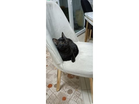 Acil eğitimli 6 aylık kedimiz