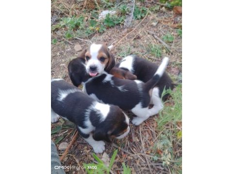 Sevimli beagle yavrulari