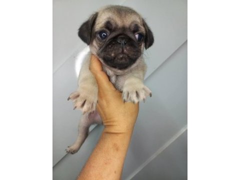 A kalite sıfır burun pug yavrumuz