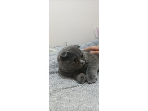 Altı aylık dişi scottish fold kedimi sahiplendiriyorum