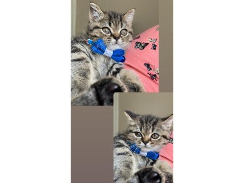 Yavru erkek british shorthair kedimiz