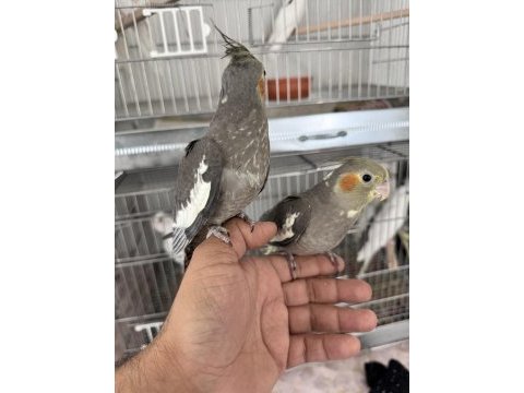 Elle beslenmiş sevimli sultan papağanı bebekleri