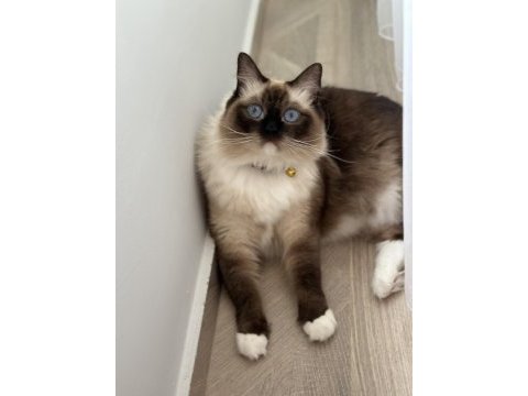 Ragdoll cinsi damat adayı arıyoruz
