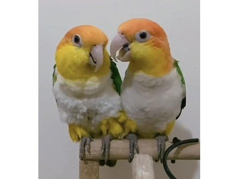 Full evcil lekesiz portakal caique