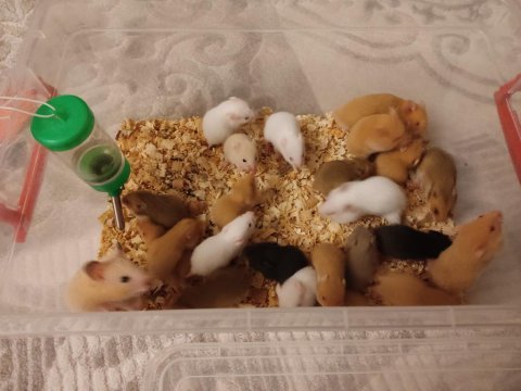 Çok tatlı minik yavrucuk hamsterler suriye ve gonzales