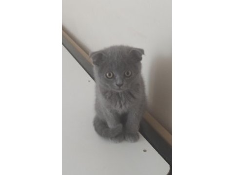 Oyuncu safkan dişi ve erkek çocuk şirin top kafa kedimiz