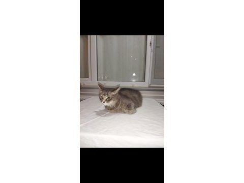 Sahibinden gemiye çıkma sebebiyle british longhair