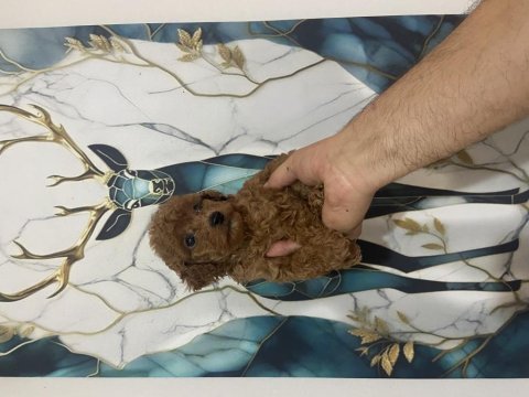 Kaliteli toy poodle bebekler