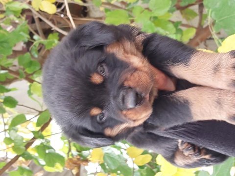 Macar koca kafa rottweiler yavruları