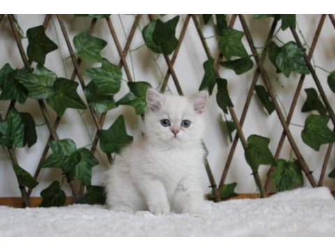 Ay1133 erkek british shorthair golden point