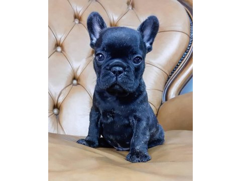 French bulldog yavruları