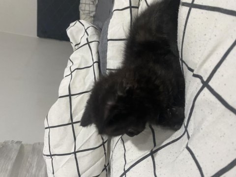 2 aylık british shorthair erkek