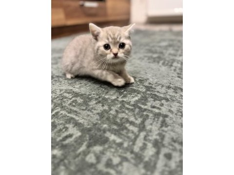 Scottish fold ve british shorthair kedimiz