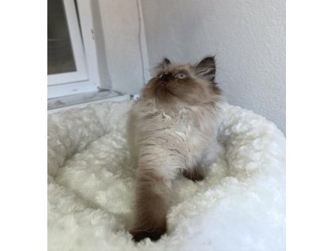 Safkan british blue point longhair