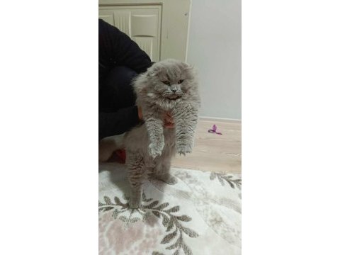 Pofuduk sıfır kulak scottish fold kızımız