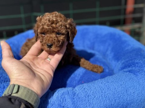 Profesyonel ruhsatlı çiftlikden toy poodle yavrular