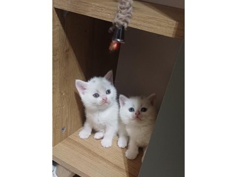 Minnoşum british shorthair